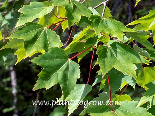 Red Maple (Acer rubrum) 
Showing the red petioles typical of this tree.